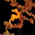 seahorse_pygmy_kbrnr2_v_0108_sul4864.jpg